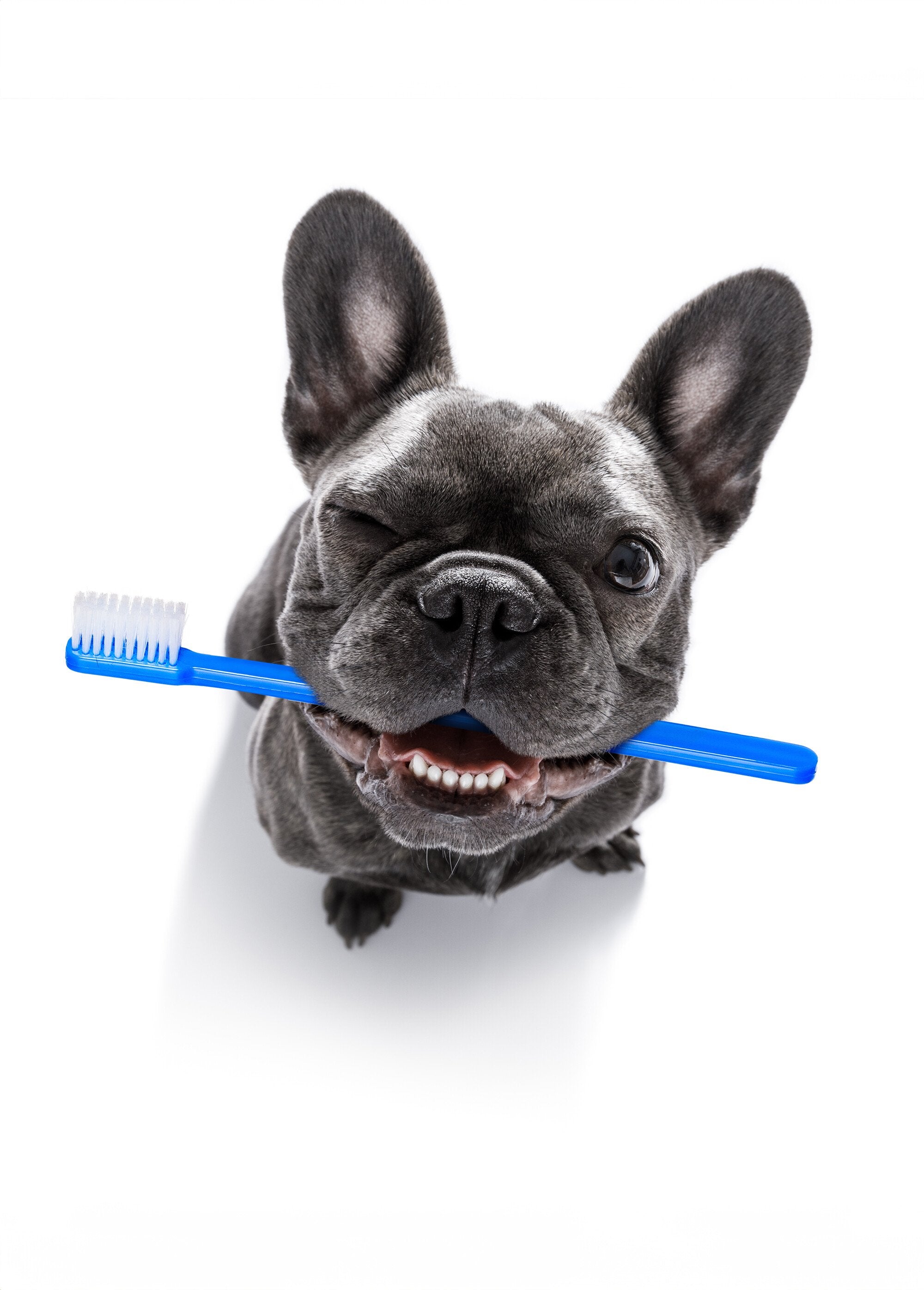 Dentifrice_pour_chien,_parfum_boeuf_Blanc_DE1_slim